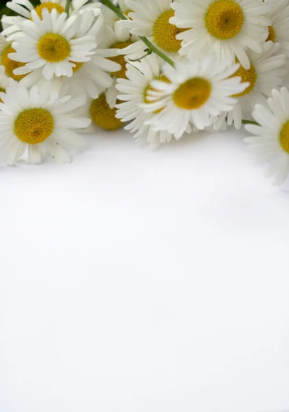 花と紙のバナー — ストック写真