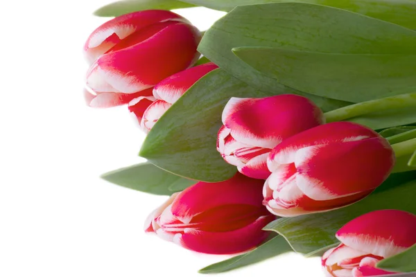 Bouquet of red tulips. isolated — Stock Photo, Image