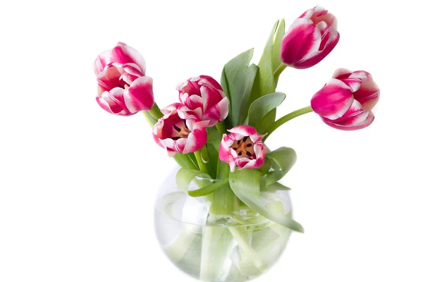 Bouquet di tulipani rossi. isolato — Foto Stock