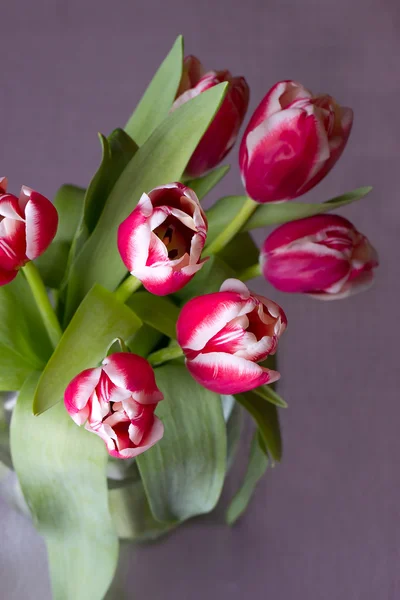 赤いチューリップの花束 — ストック写真