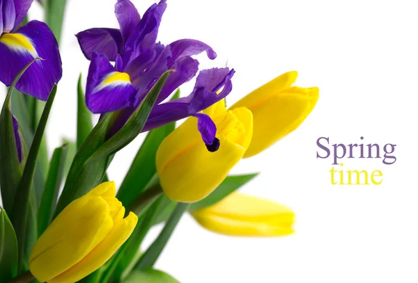 Tavaszi virágok - tulipán sárga és kék íriszek — Stock Fotó