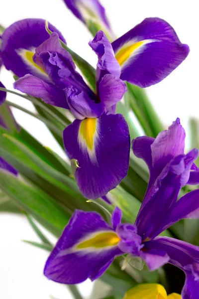 Spring flowers blue iris isolated — Stock Photo, Image
