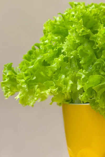 Lettuce in a yellow cup — Stock Photo, Image