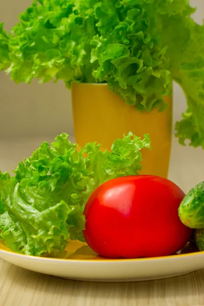 Salade de tomates, concombre et laitue — Photo