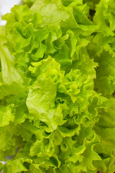 Fresh lettuce — Stock Photo, Image