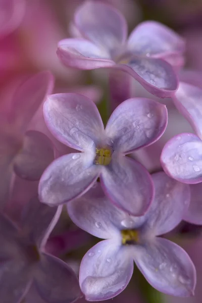 Pobočka šeřík — Stock fotografie