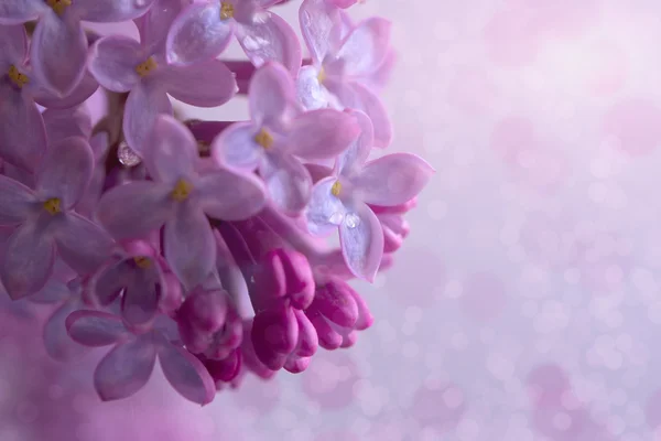 Gren av en lila — Stockfoto