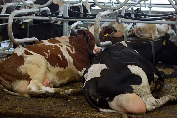 Milch cows during milking at barn stall in farm — Stock Photo, Image