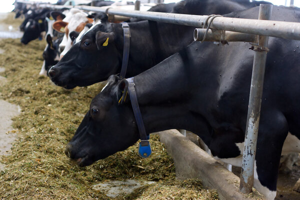 Milch cows during milking at barn stall in farm