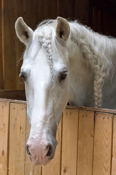 Horses in stable — Stock Photo, Image