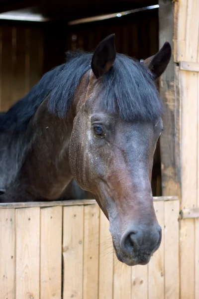 Horses in stable — Stock Photo, Image