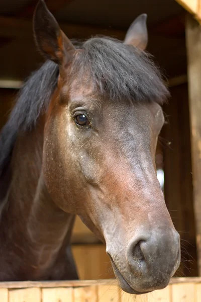 Horses in stable — Stock Photo, Image