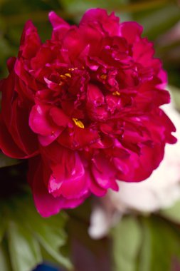 Vazodaki şakayık çiçeği