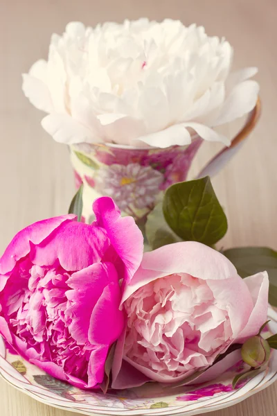 Rosa Pfingstrose in der Tasse — Stockfoto