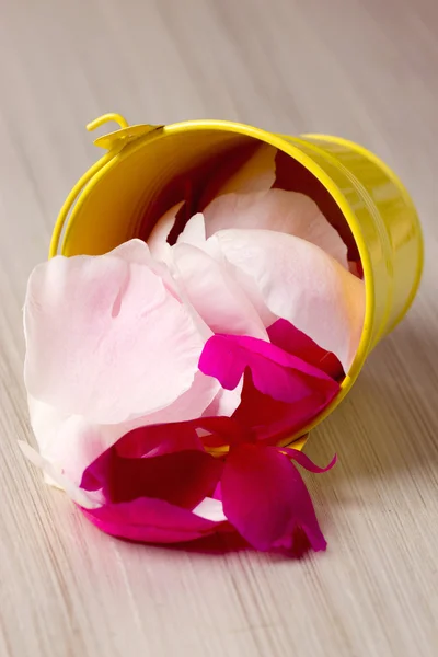Tenn hink fylld med rosenblad — Stockfoto