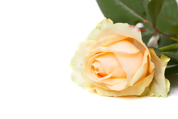 Yellow rose macro — Stock Photo, Image