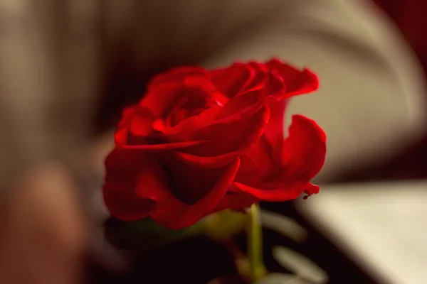 Red rose in a cafe — Stock Photo, Image