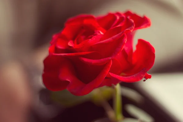 Vörös rózsa egy kávézóban — Stock Fotó