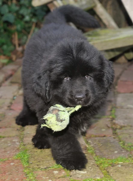 Newfoundland hundvalp med tennisboll Royaltyfria Stockfoton