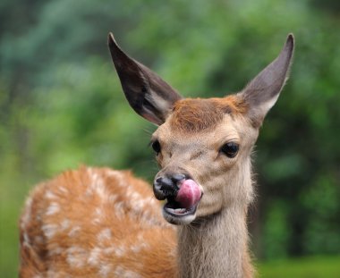 Yemekten sonra geyik