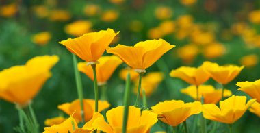 Güzel sarı çiçekler