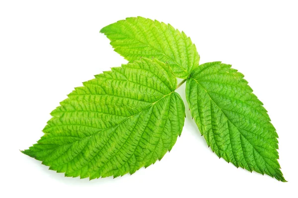 Fruit leaf — Stock Photo, Image
