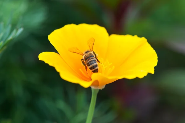 Biene auf gelber Blume — Stockfoto