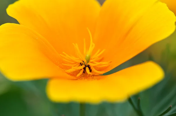 Close-up van de bloem — Stockfoto