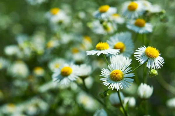 Flor de margarita — Foto de Stock