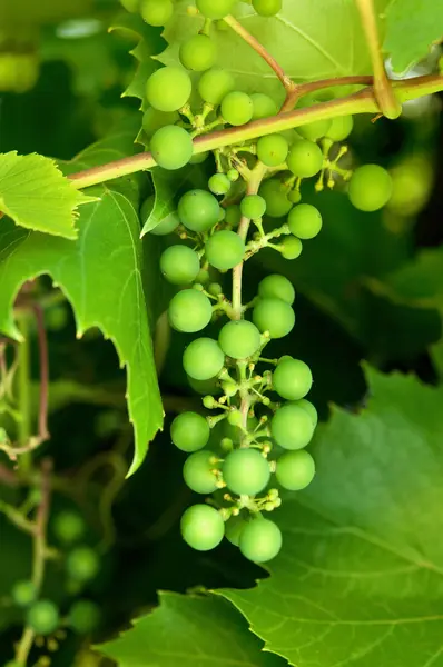 Groene druiven — Stockfoto