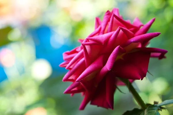 Червона квітка троянди — стокове фото