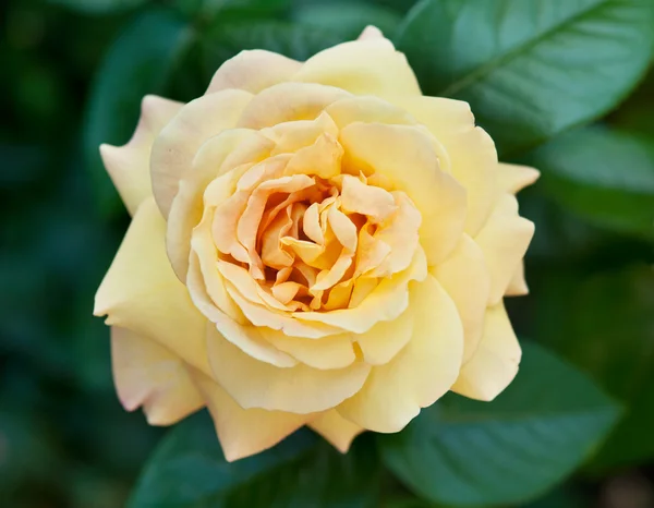 Rose i trädgården — Stockfoto