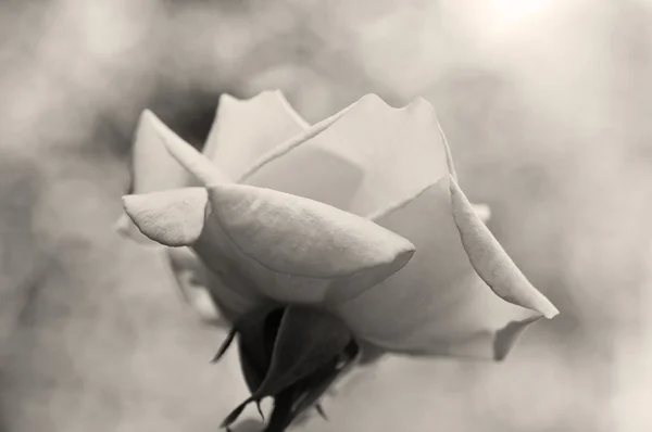 Rosa flor — Foto de Stock