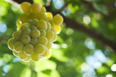 taze yeşil üzüm demet