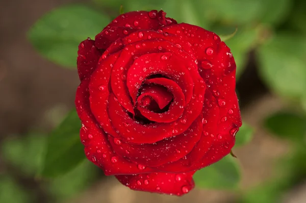 Red flower rose — Stock Photo, Image