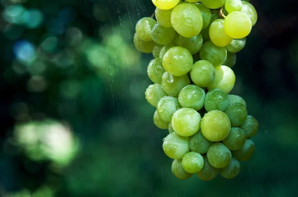 Las uvas y la lluvia —  Fotos de Stock