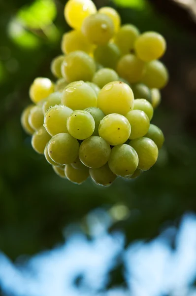 Friss virágcsokor zöld szőlő — Stock Fotó