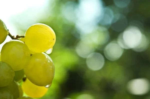 Groene druiven en waterdruppels — Stockfoto