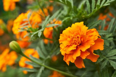 marigold çiçek
