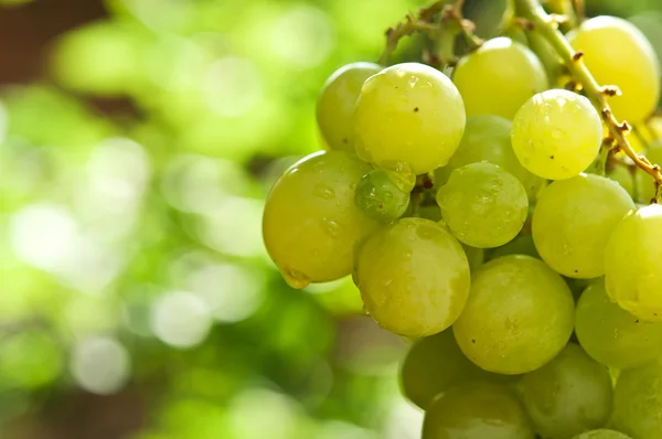 Groene druiven — Stockfoto