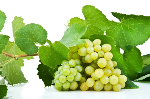 Ramo di uva verde — Foto Stock