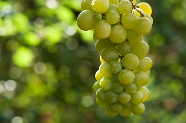Зеленый виноград — стоковое фото