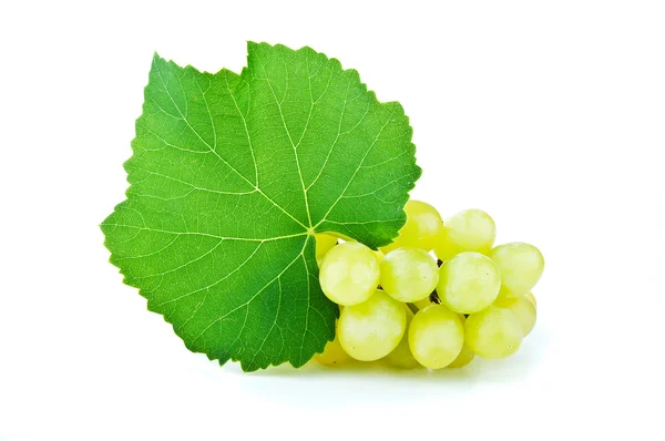 Ветвь зеленого винограда — стоковое фото