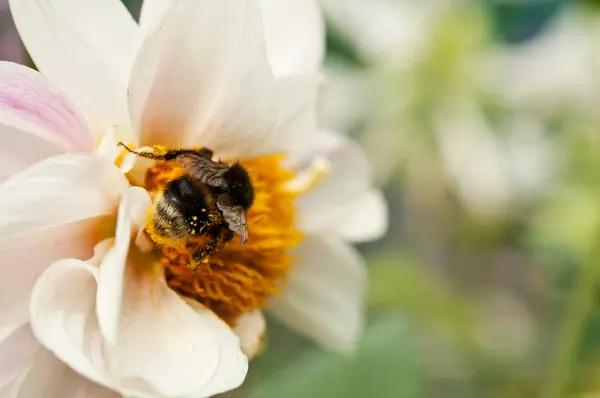 Biene auf Blume — Stockfoto