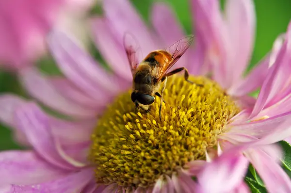 Biene auf Blume — Stockfoto