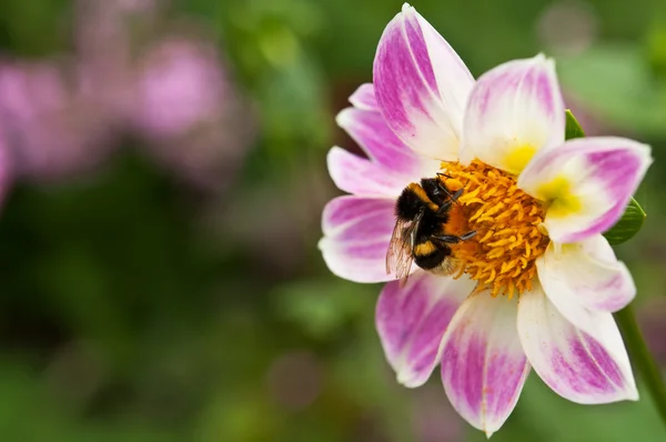 Biene auf Blume — Stockfoto