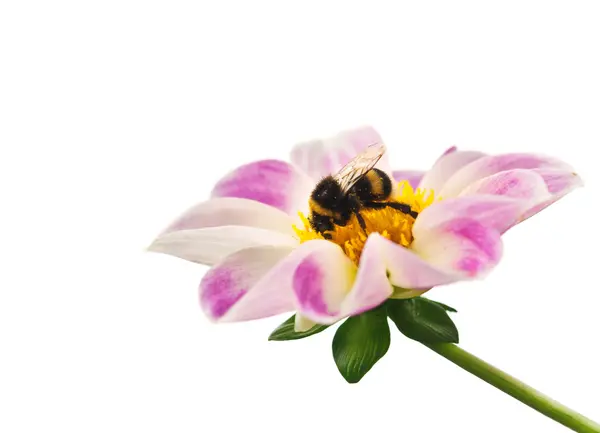 Abeja en flor — Foto de Stock