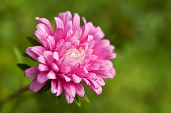 Fiore in giardino — Foto Stock