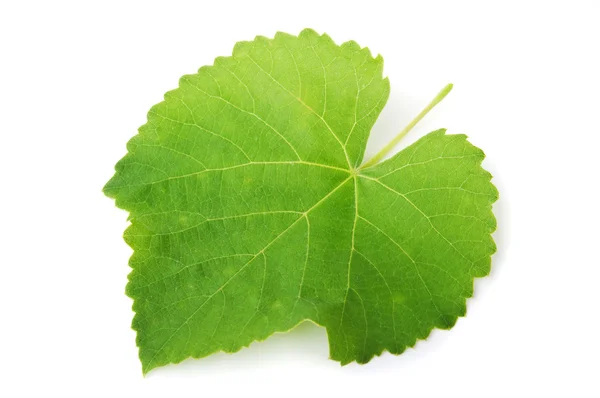 Vinha de folha verde — Fotografia de Stock