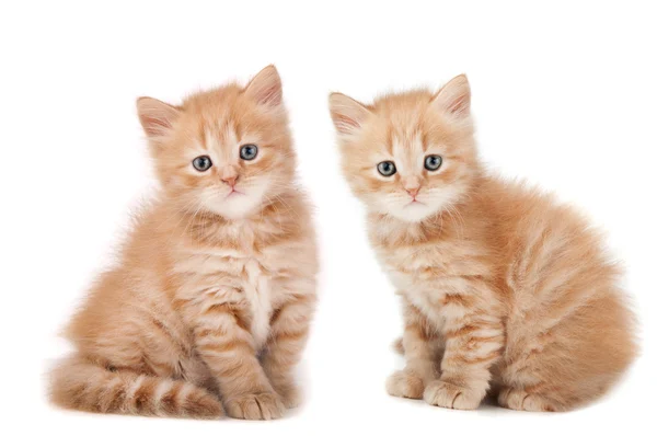 Два небольших котята глядя — стоковое фото